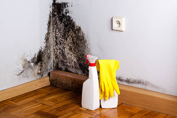 Best Fast Mold Removal  in Marysville, KS